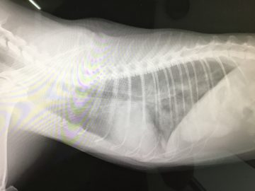 猫の心室中隔欠損症(VSD)の画像