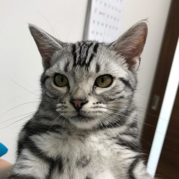 アメリカンショートヘアの子猫の画像