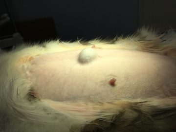 うさぎの臍ヘルニア（小腸の吻合術）の画像