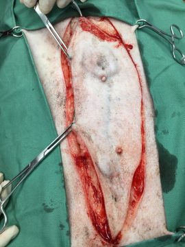犬の乳腺腫瘍の画像