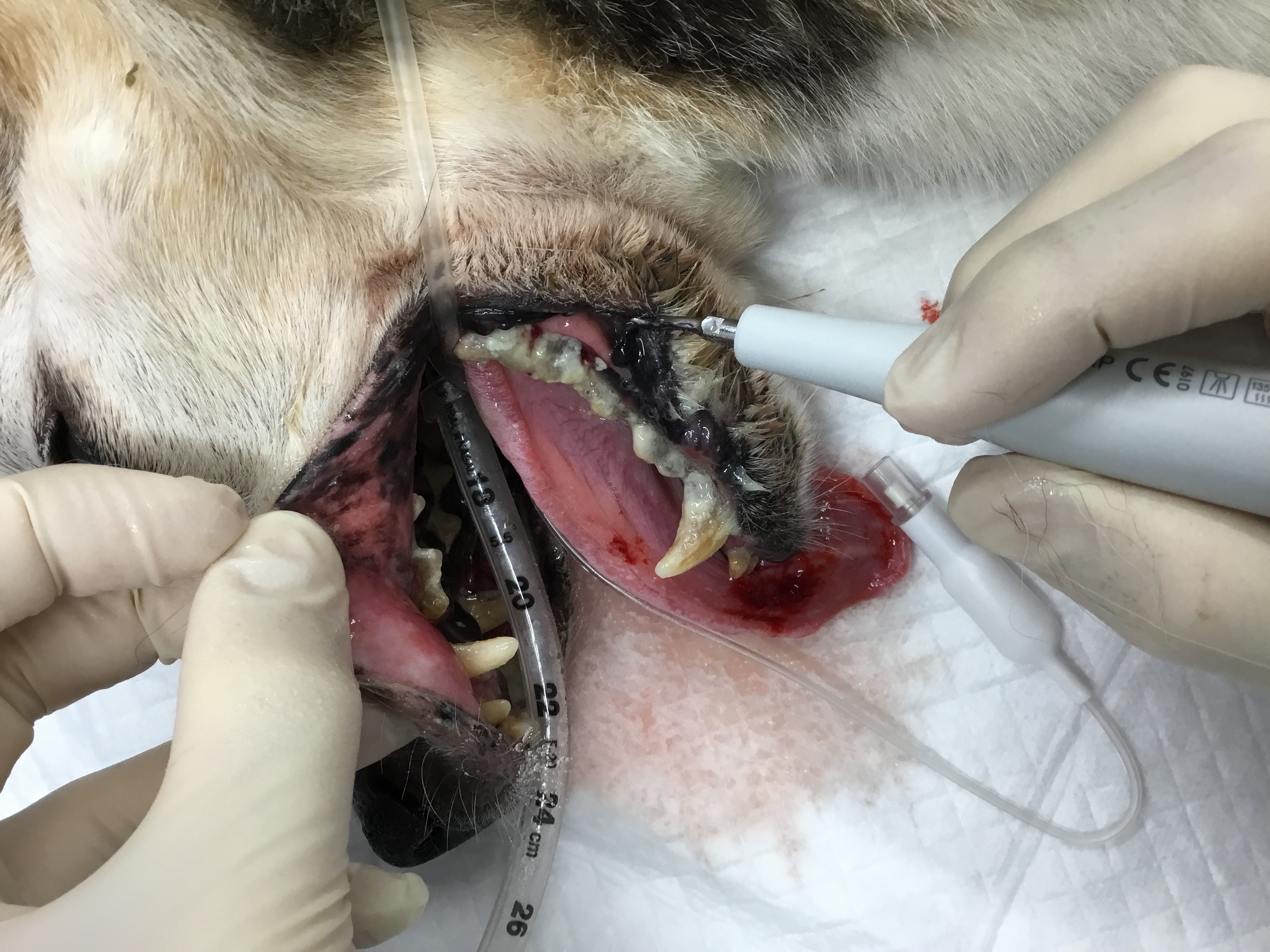 麻酔下での歯科処置の必要性 犬猫別に はる動物病院 八千代市 船橋市