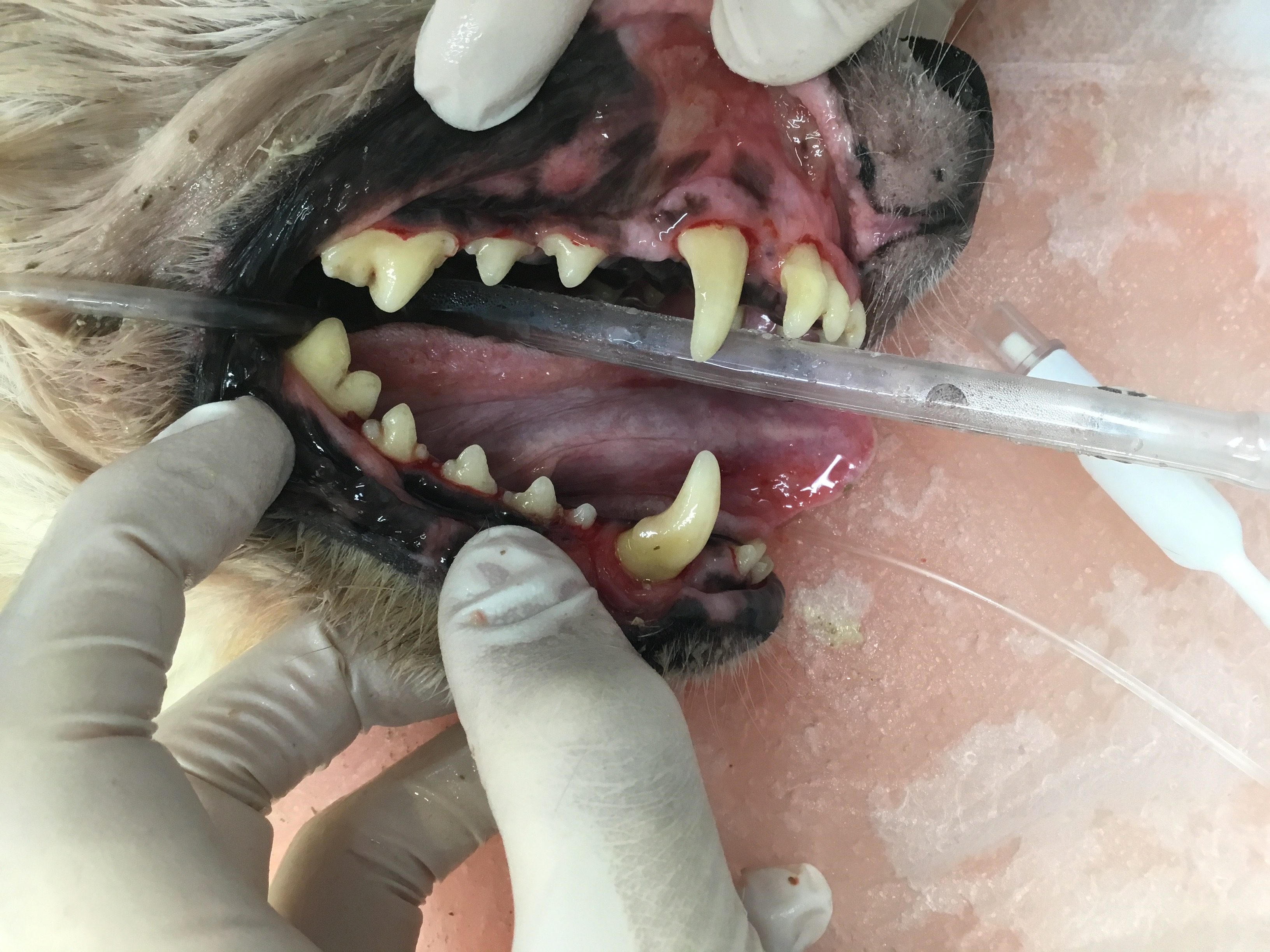 麻酔下での歯科処置の必要性 犬猫別に はる動物病院 八千代市 船橋市