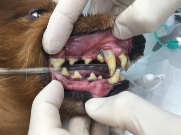麻酔下での歯科処置の必要性（犬猫別に）の画像