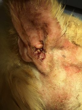 犬の耳垢腺腫の画像